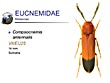 Compsocnemis antennalis
